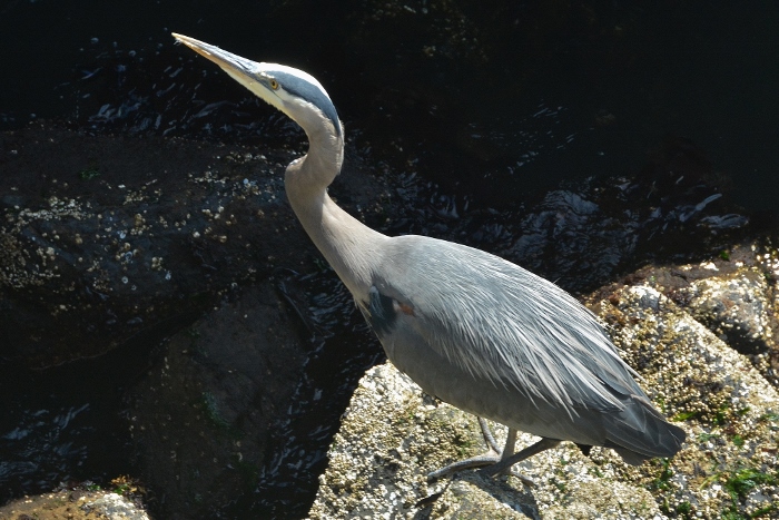 great blue heron in pilings